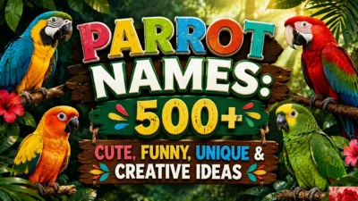 Parrot Names 500+ Cute, Funny, Unique & Creative Ideas